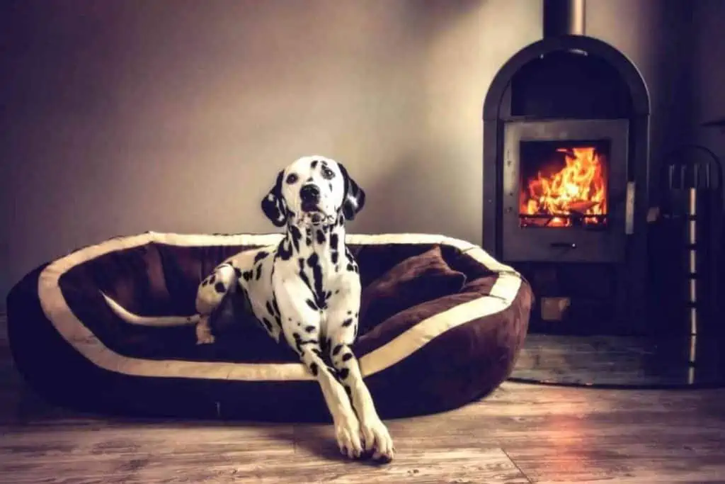 Testbericht – tierlando Pepper Ortho XXL