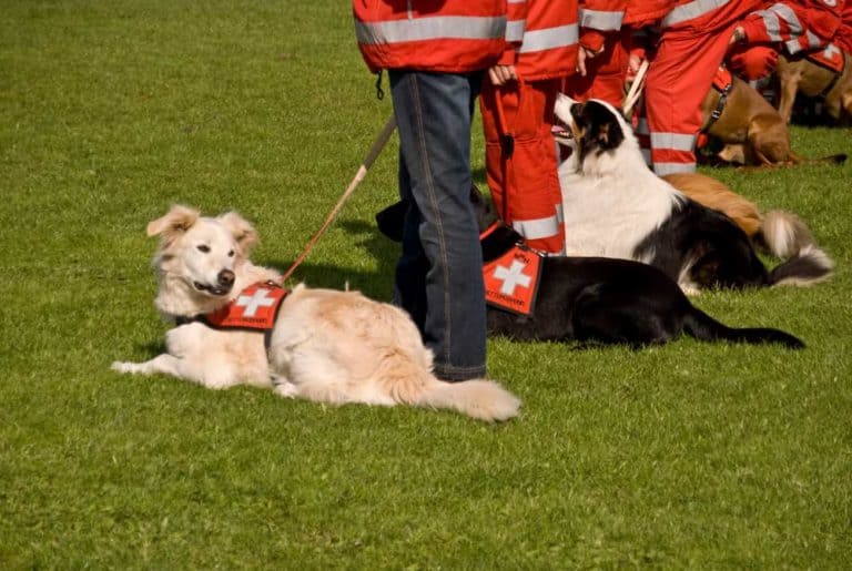 Eine Rettungshundestaffel