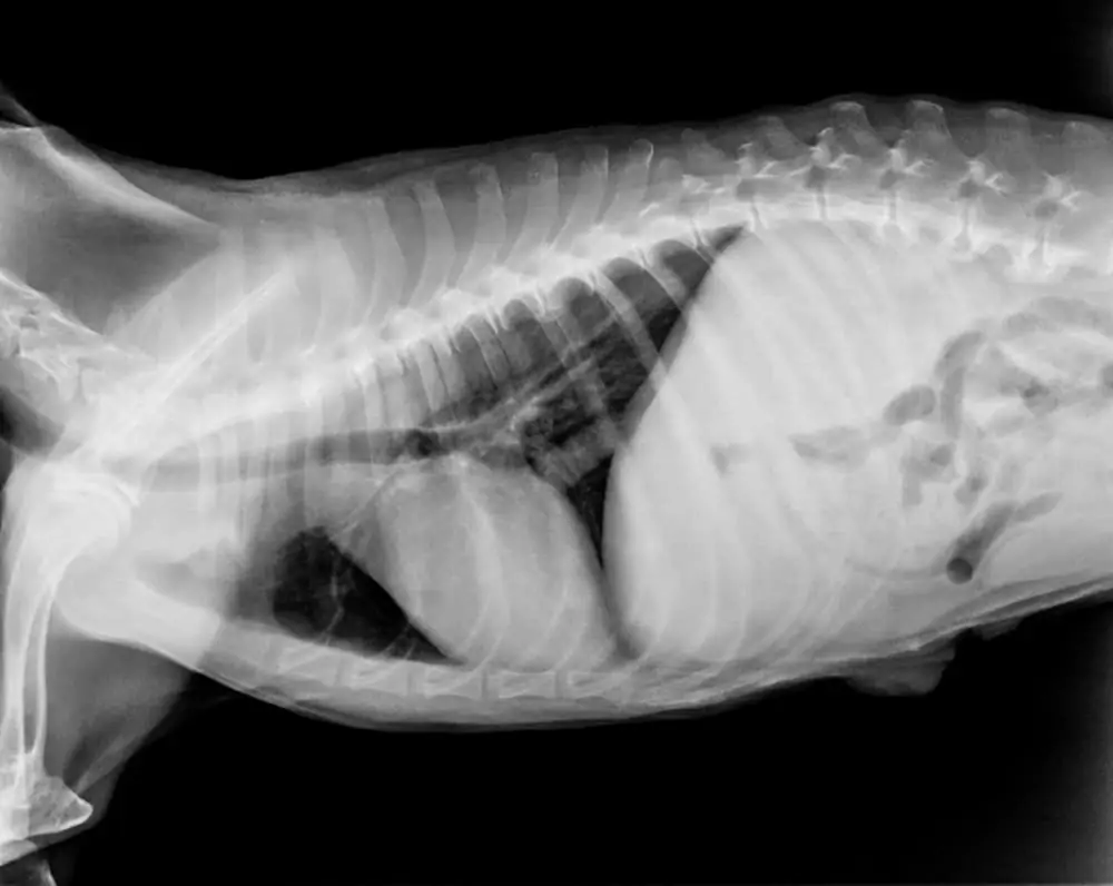 Magendrehung beim Hund Röntgenbild
