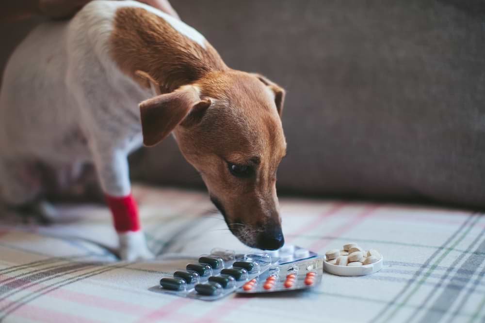 Bliv oppe hvordan input Scherzmittel für Hunde - Diese 8 Schmerzmittel solltest Du kennen!