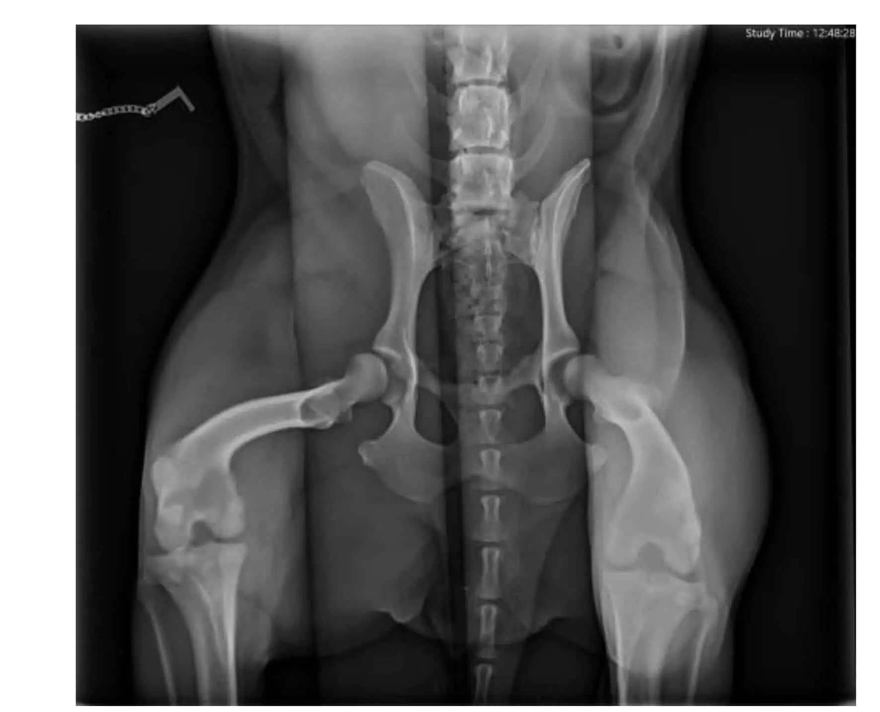 Hüftgelenksdysplasie durch PennHip röntgen festgestellt