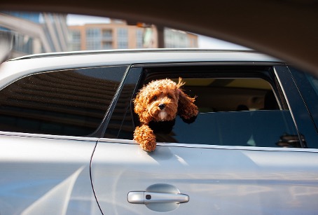 Hund schaut aus dem Autofenster