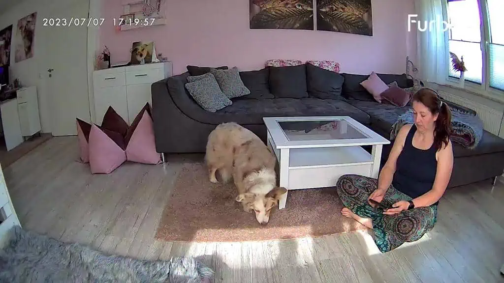 Hund an Furbo 360° gewöhnen