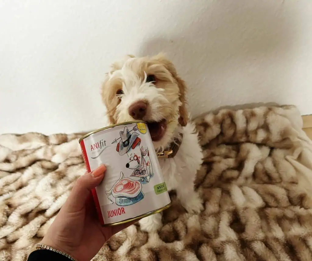 Belle ist übrigens ein Spanischer Wasserhund - Cocker - Mix.