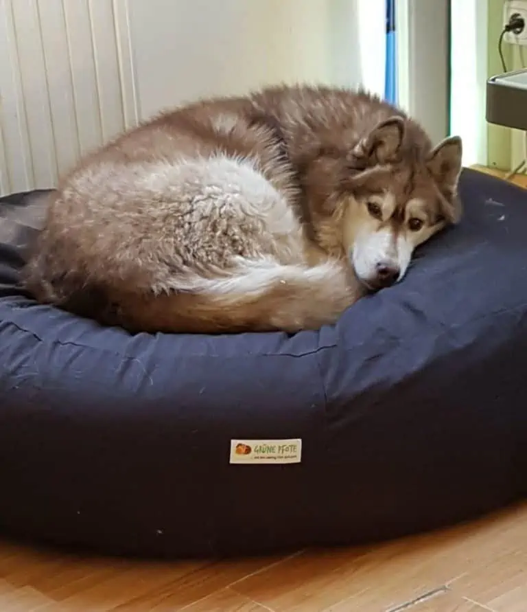 Siberian Husky liegt das erste mal auf dem Hundekissen mit Dinkelfüllung