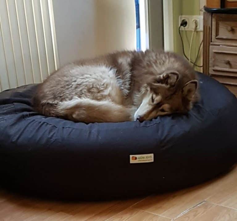 Unsere Husky Dame fühlt sich gleich wohl auf dem Hundekissen