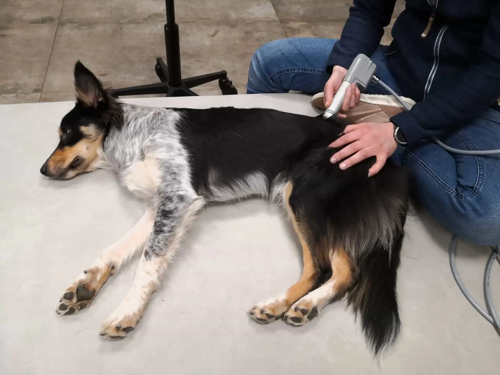 Hund wird mit hippotur Stoßwellen-Therapie für Hunde behandelt