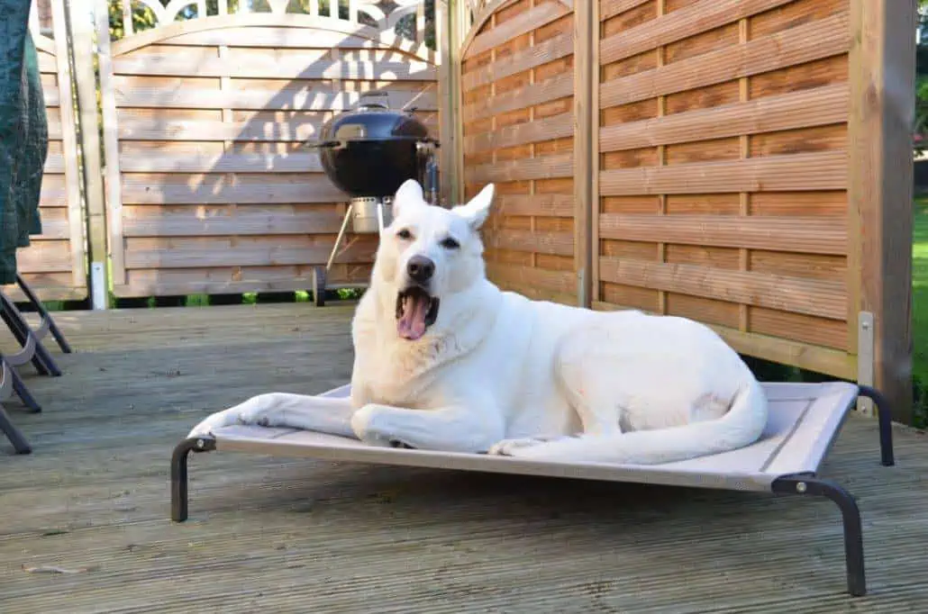 Weisser Schäferhund liegt gemütlich auf einer Knuffelwuff Hundeliege auf einer Terrasse