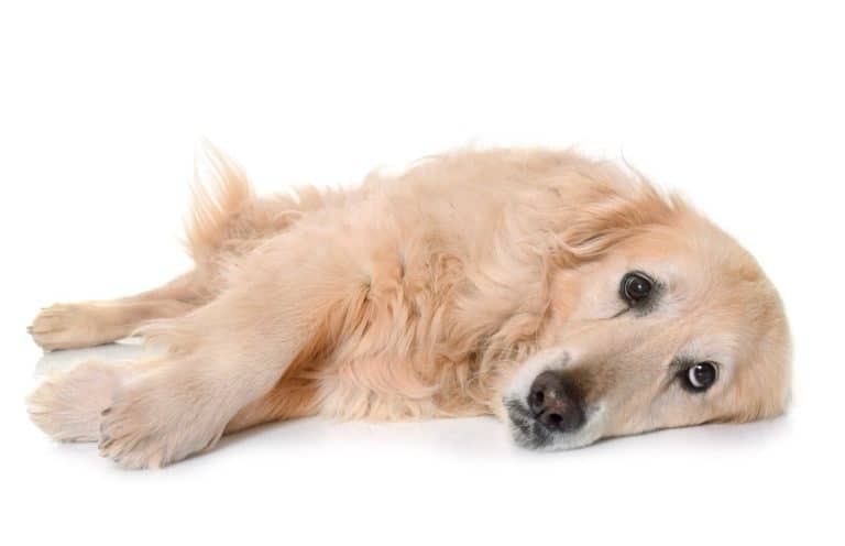 Alter Golden Retriever mit Artrhose