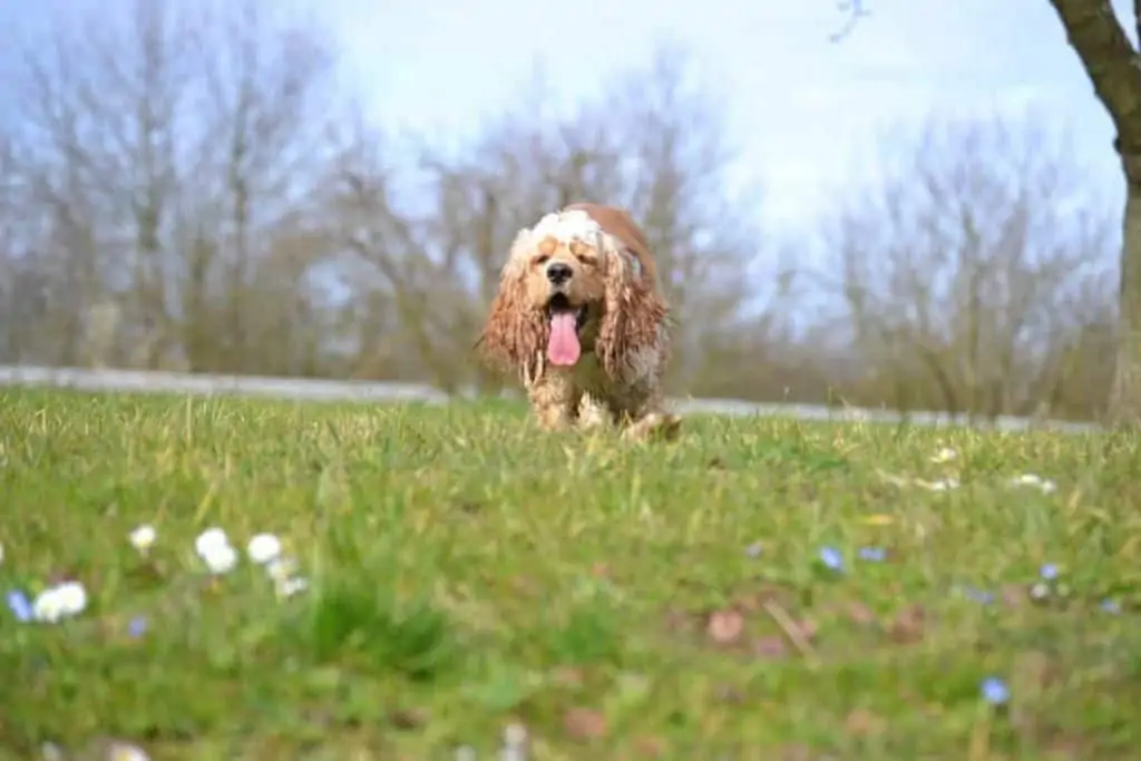 American Cocker Spaniel