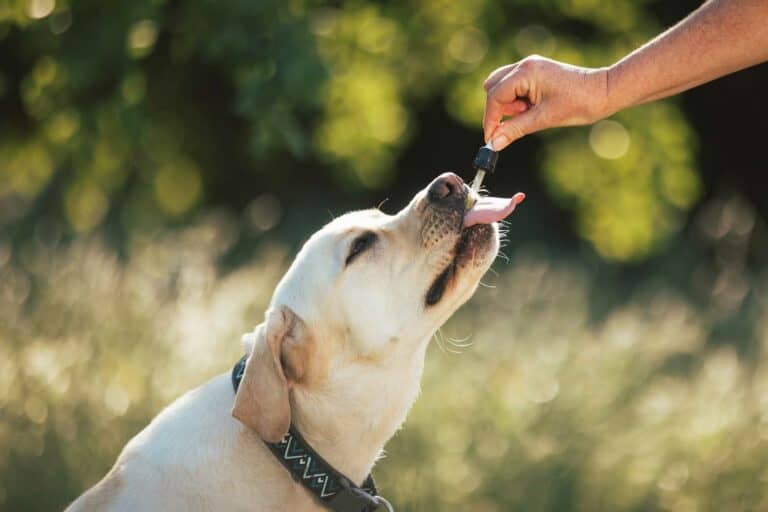 Hund bekommt CBD Öl