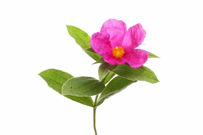 Cistus Incanus für Hunde