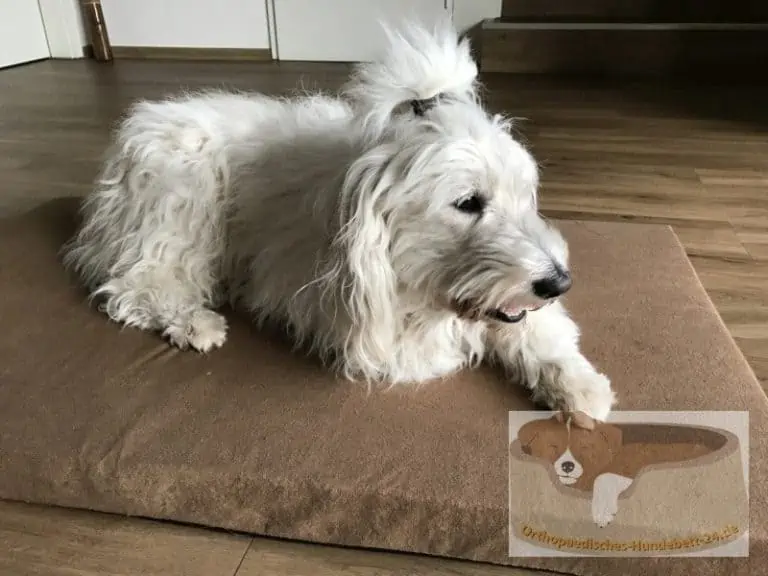 Schecker Dog Ortho Testbericht