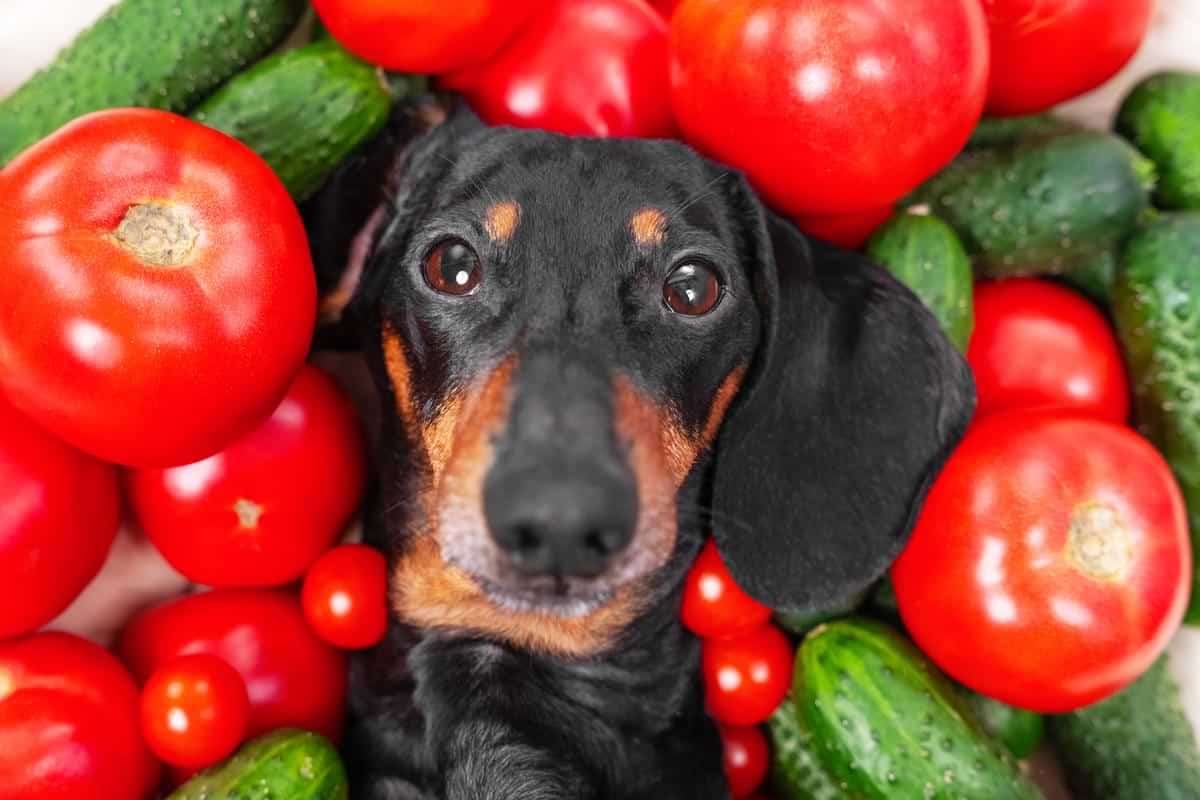 Hund mit Tomaten und Gurken