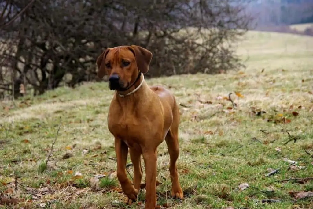 Rhodesian Ridgeback im Rasseportrait