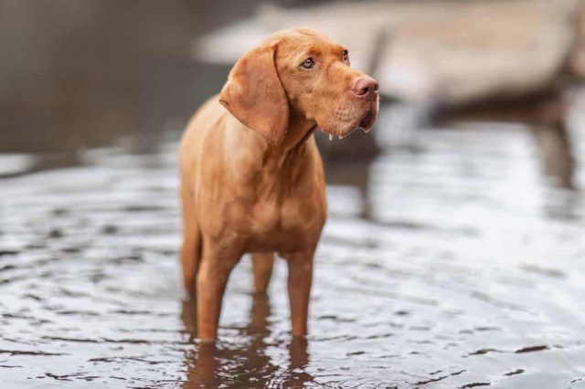 Magyar Vizsla