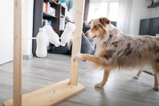 selbstgebautes Intelligenzspielzeug für Hunde