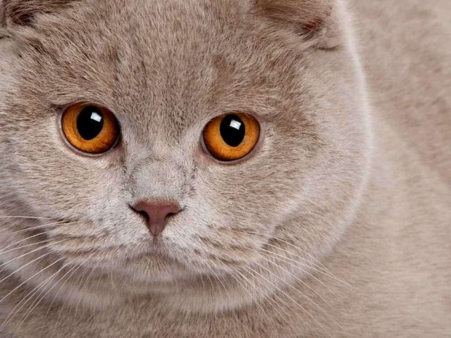 Britsch Kurz Haar Katze