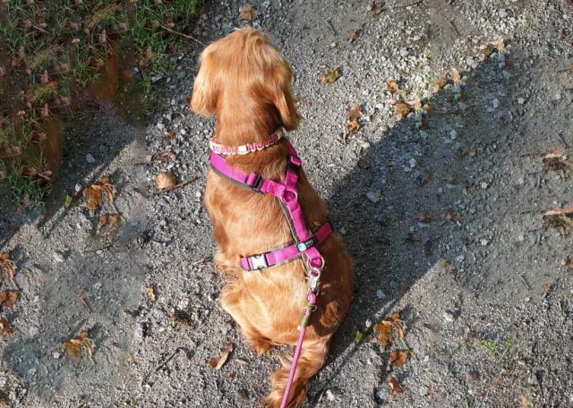 Anny-x Hundegeschirre