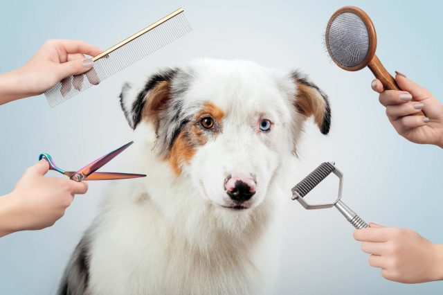 Australian Shepherd beim Hundefriseur