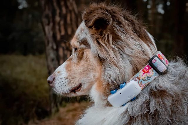 oder aber auch am Hundehalsband.