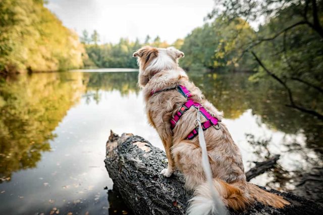 Sicherheitsgeschirr für Hunde