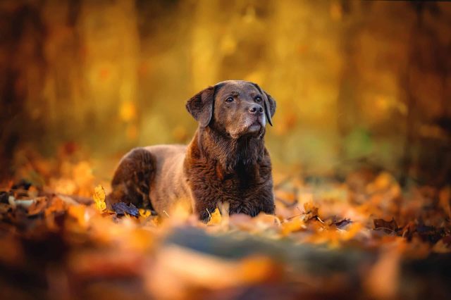 Entgiftung beim Hund