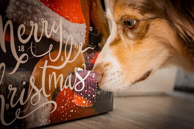 Adventskalender für Hunde