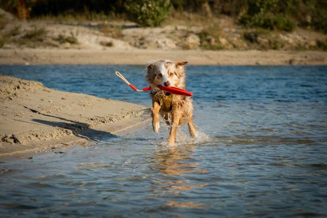 Wasserspielzeuge für Hunde