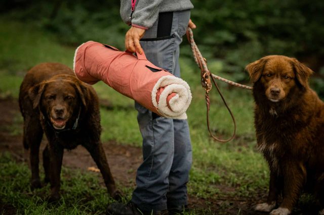 Reisedecke für Hunde Test