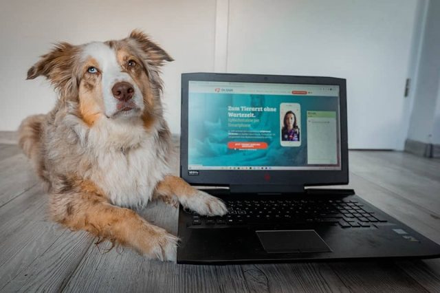 Online Tierarzt im Test