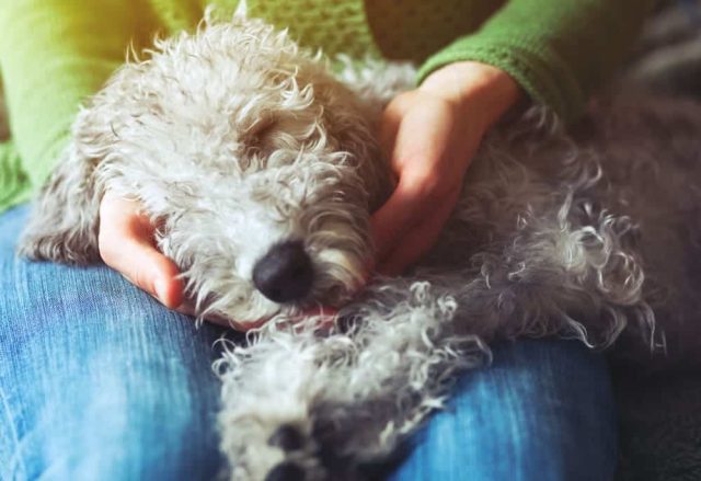 Epilepsie beim Hund