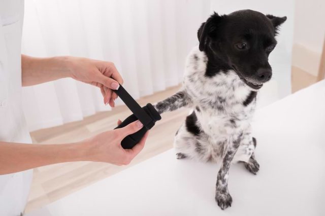 Notfallapotheke für den Hund
