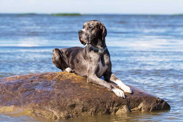 Deutsche Dogge