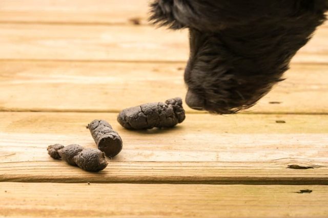 Hund frisst Kot
