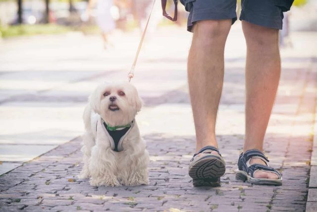 sehr kleiner Hund mit Hundegeschirr