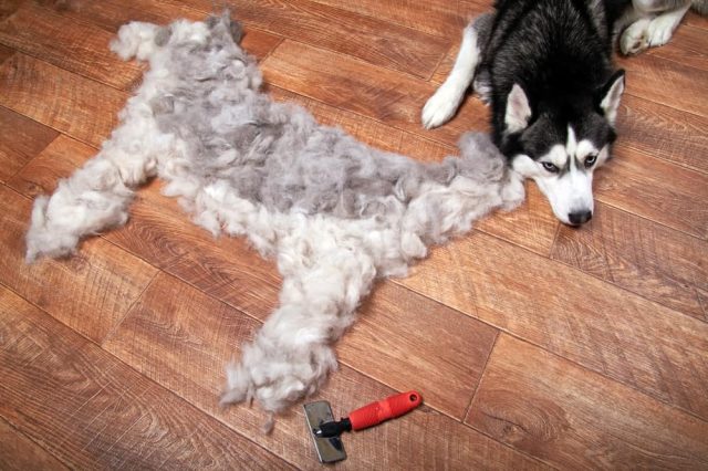 Fellwechsel beim Hund