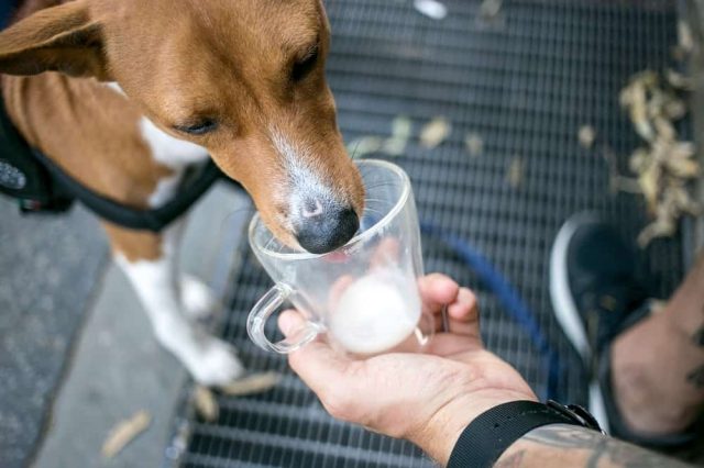 Dürfen Hunde Milch trinken