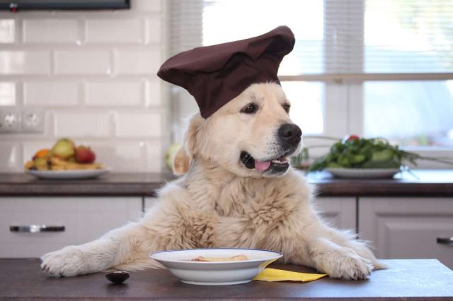 Hühnersuppe für Hunde