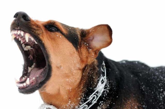 Hund ist aggressiv