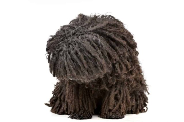 Puli ungarischer Hütehund