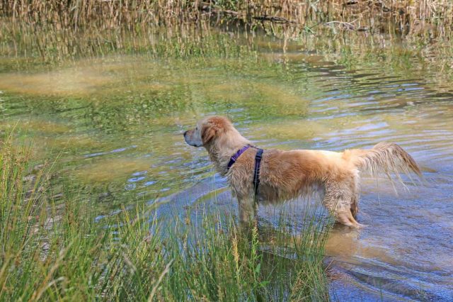Golden Retriever mit Hundegeschirr