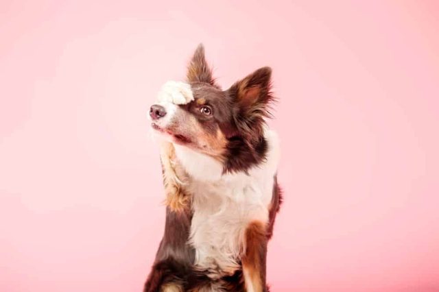 Was Hunde nicht mögen