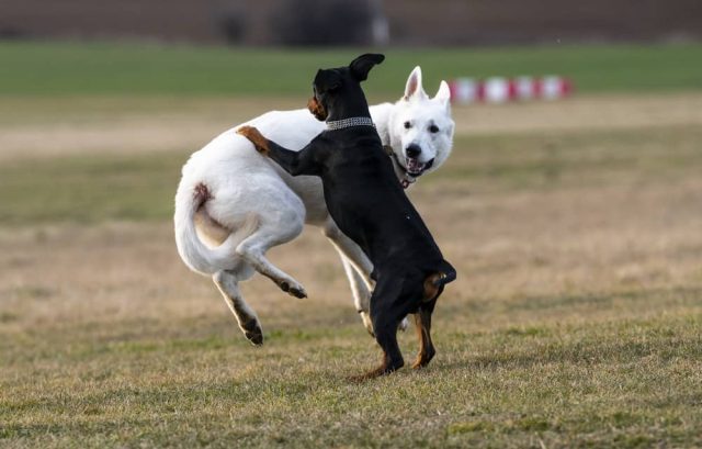 Hund will immer zu anderen Hunden