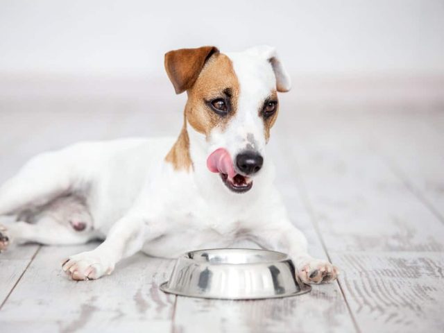 Hypoallergenes Hundefutter