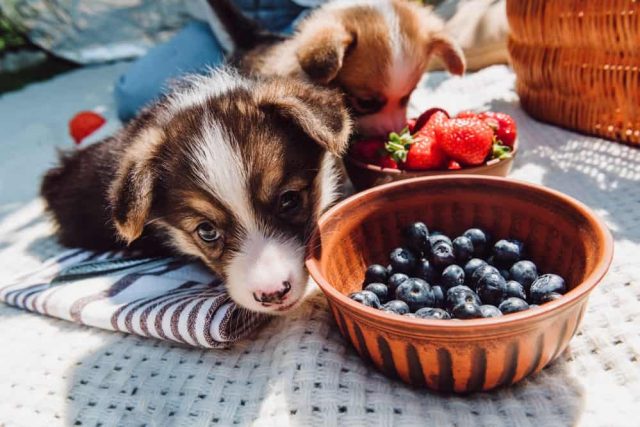 Hund Heidelbeeren