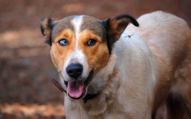 Insektenstich beim Hund