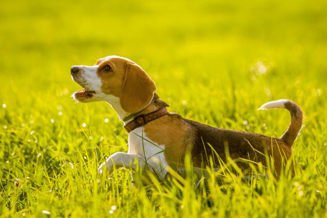Darmgesundheit Hund