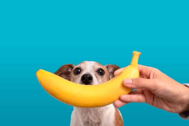 Dürfen Hunde Banane fressen?