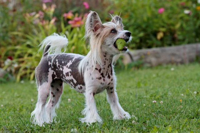 Birnen für Hunde